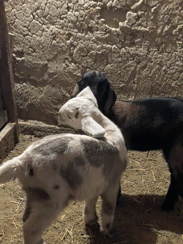 Козы, козлы: Продаю | Козлёнок | Для разведения — 3