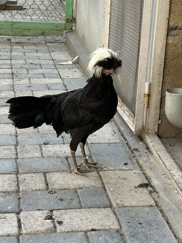 Akvariumlar: Toyuq, Damazlıq