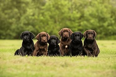 Labrador-retriver, 1 ay