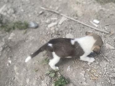 qara toyuq sortu: Kanqal, 1 ay, Erkək, Peyvəndli, Ödənişli çatdırılma — 1