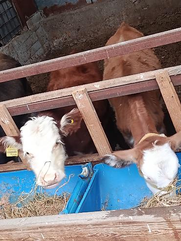 Продам с/х животных: Продаю | Бык (самец), Тёлка, Музоо, торпок | Герефорд, Симментальская, Монбельярд | На откорм, На забой, Для разведения | Племенные, Искусственник — 2
