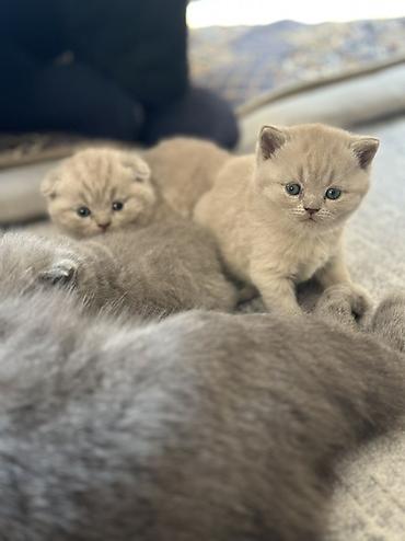 шерс: Британский короткошерстный котёнок, окрас голубой (blue). - — 2