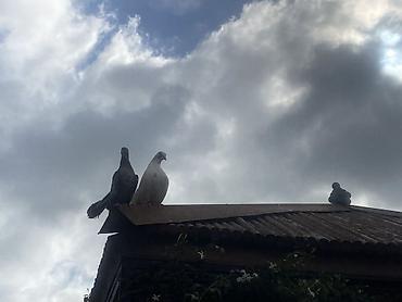 tap.az it satisi: Hazır cüt Pavlin.Boyun əstirəndir və oynaqdır.Yumurtayırlar.Cütü 35m — 4