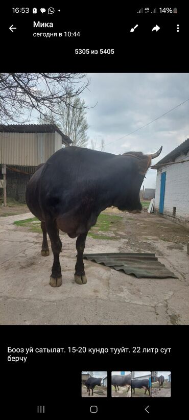 С/х животные и товары: Продаю | Корова (самка) | Алатауская | Для молока
