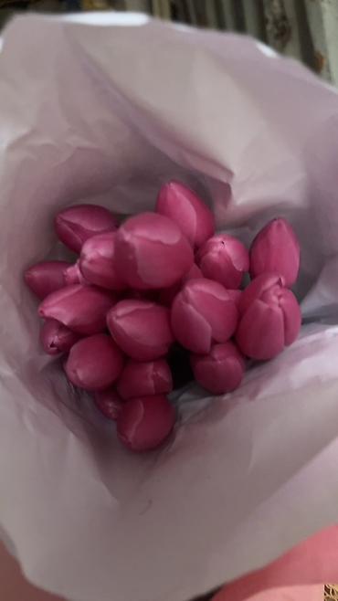Букеты из живых цветов: ГОЛЛАНДСКИЕ ТЮЛЬПАНЫ К 8 МАРТА 🌷 Высота 60–70 см - крупные бутоны at lalafo.kg — 8 Букеты из живых цветов: ГОЛЛАНДСКИЕ ТЮЛЬПАНЫ К 8 МАРТА 🌷 Высота 60–70 см - крупные бутоны — 8