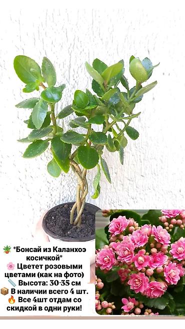 каланхоэ: Продаю свои Комнатные суккуленты и декоративные растения.🪴🌿 Продаю — 4