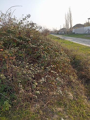 barter kupça: 12 sot, Tikinti, Mülkiyyətçi, Kupça (Çıxarış) — 4