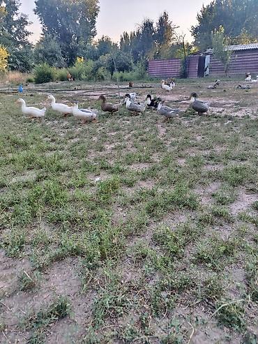Продается Утки 25 шт цена договорная.Утки и гуси – домашняя птица для — 2