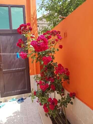 Həyət evləri və villaların satışı: Zabrat 4 otaqlı, 120 kv. m, Kredit yoxdur, Yeni təmirli -da lalafo.az — 11 Həyət evləri və villaların satışı: Zabrat 4 otaqlı, 120 kv. m, Kredit yoxdur, Yeni təmirli — 11