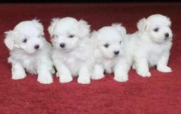 Beautiful Maltese Puppies for free adoption Cute and adorable male