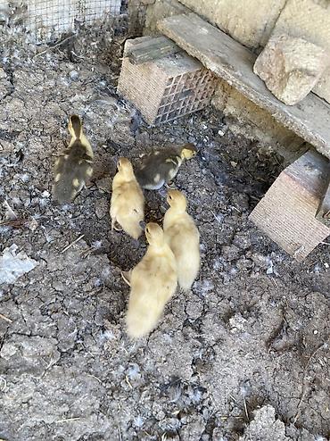 i̇nək balalı: 2ded macar sortu balasıdı 3ededde mirvari reng 1aylıqdılar tam sağlam — 2