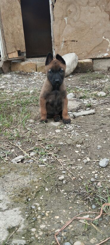 İtlər: Belçika çoban iti, 1 ay, Dişi, Pulsuz çatdırılma — 6