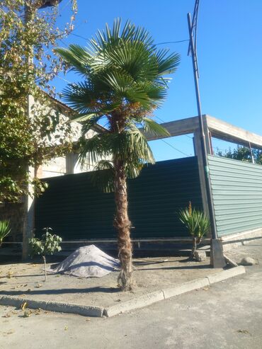 Buket güllər: Dekorativ palma ağacı – Trachycarpus (yelpik yarpaqlı palma) -