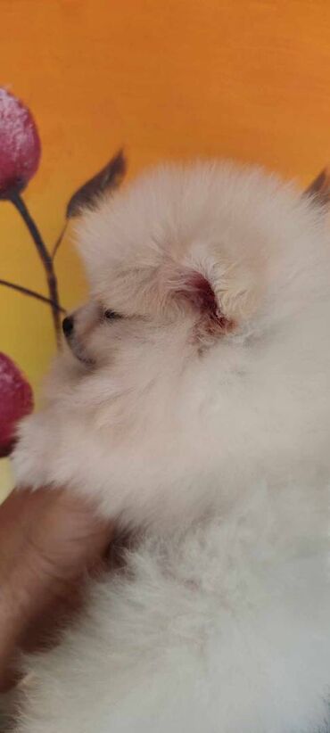 Psi: Oduševićemo vaša srca predivnim Pomerancima iz našeg pažljivo — 9