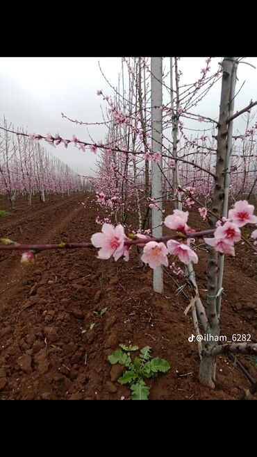 одеяло с подогревом бишкек: Geniş meyvə bağı – çiçəkləmə mərhələsində şaftalı/qarpızgülü rəngli