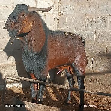 Козлы на продажу: - Красный козёл, 2 года. Крупный, мощный корпус