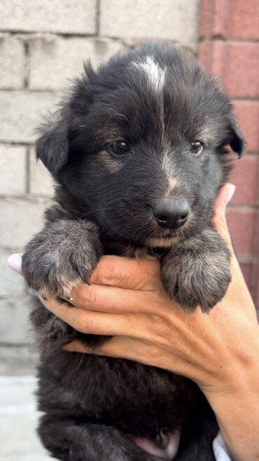 Отдам даром собаку: Собака даром: Дворняжка, 2 месяца, Самец, С прививкой — 2