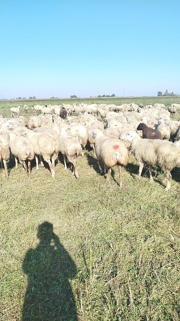 Qoyunlar, qoçlar: Qoyun sürüsü – ət və süd istiqamətli yerli cinslər - Şəkillərdə geniş -da lalafo.az — 22 Qoyunlar, qoçlar: Qoyun sürüsü – ət və süd istiqamətli yerli cinslər - Şəkillərdə geniş — 22