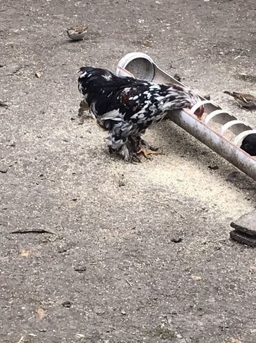 Toyuqlar: Toyuq, Damazlıq — 5