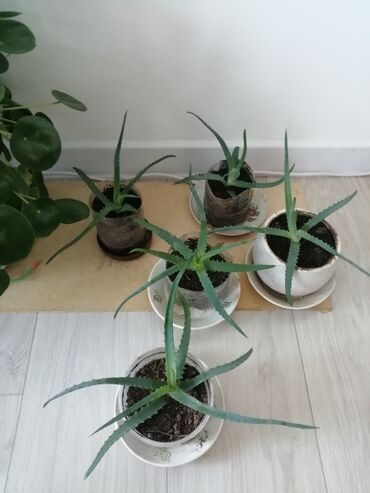 комнатный растения: Алоэ