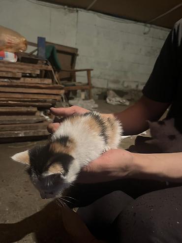 Продажа кошек: Бесплатно. - Трёхцветные (черно-рыже-белые) с выразительными — 9