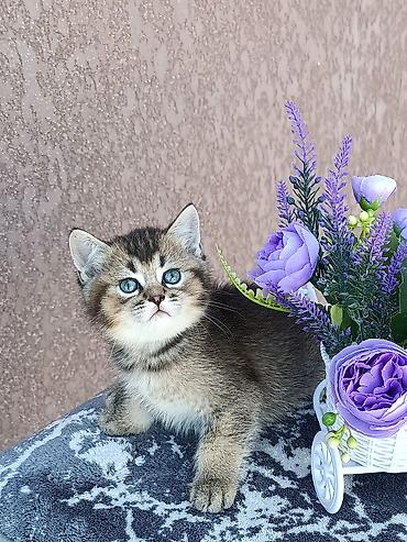 кошка скоттиш фолд цена: Скотиш Фолд (Шотландская вислоухая), 1 месяц, Девочка, Золотая шиншилла, Приучена к лотку, Проглистована — 8