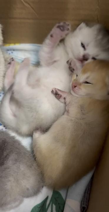 Pişiklər: Şinşilla, Erkək, Cütləşmə üçün — 8