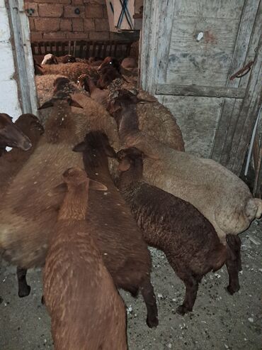 Digər heyvanlar: Qurbanliq quzlarmiz satisda unvan Novxani