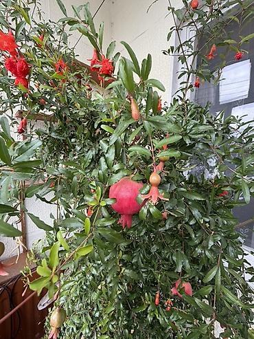 продаю карагач: Комнатный гранат (Punica granatum) в большом горшке - Плодоносящий — 2