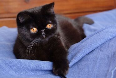 pişik çantası: Exotic Shorthair cat 😺 25.12.2023 Ərkəkdir Alana daşımaq üçün çantası