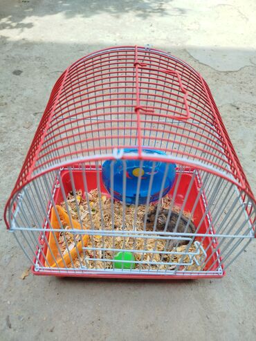 Digər heyvanlar: 1 aydı alınıb hər şeyi var.su qabı, yemək qabı, qəfəsi — 4