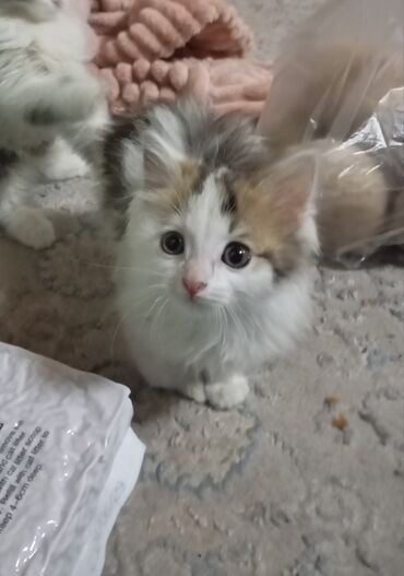 манчкин кошки: Отдам котят в добрые руки 1 мальчика 1девочка
