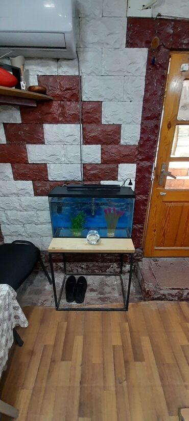Akvariumlar: Dördbucaq akvarium, Balıqlarla birlikdə, 42 l
