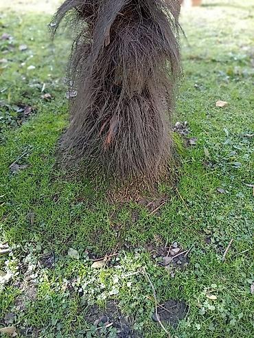 Ağaclar: Yetişkin dekorativ palma ağacı - Növ: Fan formalı yarpaqları olan — 6