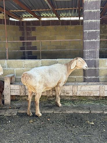 Баран, овца: Продаю | Овца (самка) | Арашан | Для разведения | Матка — 4