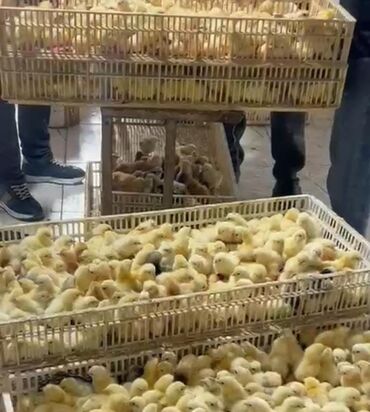 щенки ротвейлера бишкек: Serebirist 0.90 qepiye butun rayonlara catdirma pulsuzdur kim isdese