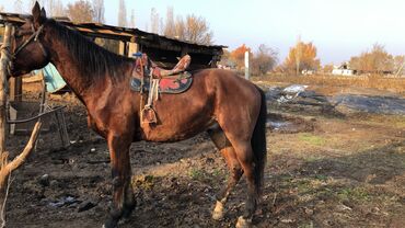 Лошади, кони: Суйлошлу жолдору бар