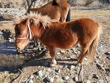 Лошади, кони: Продаю | Кобыла (самка) | Конный спорт | Племенные — 5