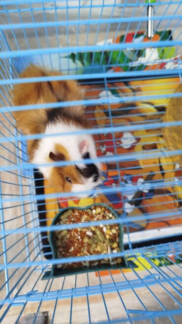 декоративные кролики: Морская свинка в комплекте с клеткой и аксессуарами. Что входит: -