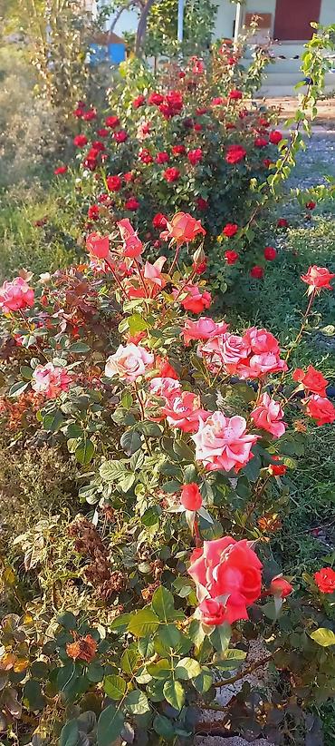 Bağ evlərinin satışı: Zeynalabdin Tağıyev, 90 kv. m, 3 otaqlı, Hovuzsuz — 9