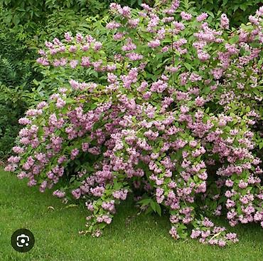 Другие фруктовые и ягодные растения: Плодово-ягодный питомник — саженцы всех видов. Большой выбор — 4