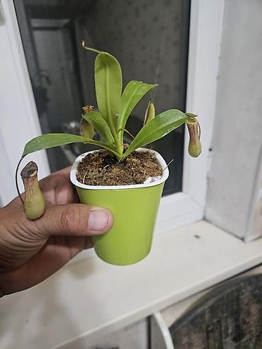 ловушки: Венерина мухоловка (Dionaea muscipula) в горшке - Хищное комнатное — 5