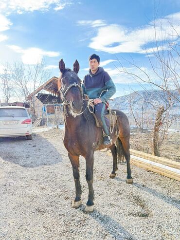 Лошади, кони: Продаю | Конь (самец) | Рабочий — 5