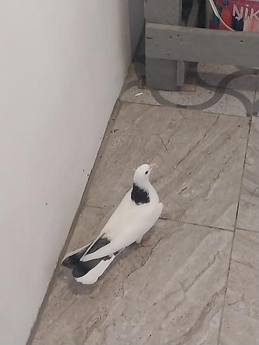 qus nömreleri: Bir balalardi den yeyen balalardi biri 18 biri 20 Tuklerdi.Hundur — 5