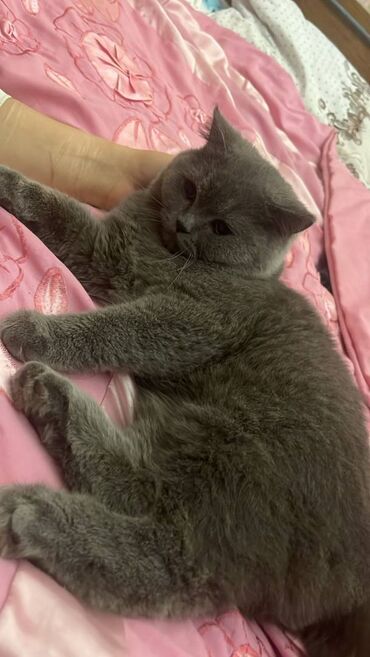 Pişiklər: Şotland, Erkək — 12