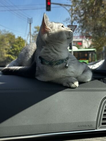 Вязка кошек: Мальчик шотландский скотиш страйт Окрас : белая шиншила Нужна девочка — 2