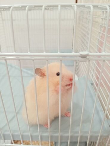 gəmiricilər: Suriya hamsterı satılır, 3 ədəd. Açıq rəng. Hər biri 4 manat
