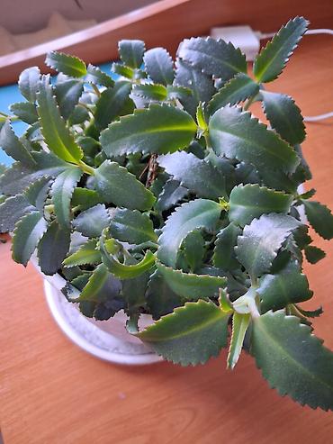 Каланхоэ: Каланхоэ лечебный 1см высота 10сом,2см высота 20сом, 3см высота 30сом — 3