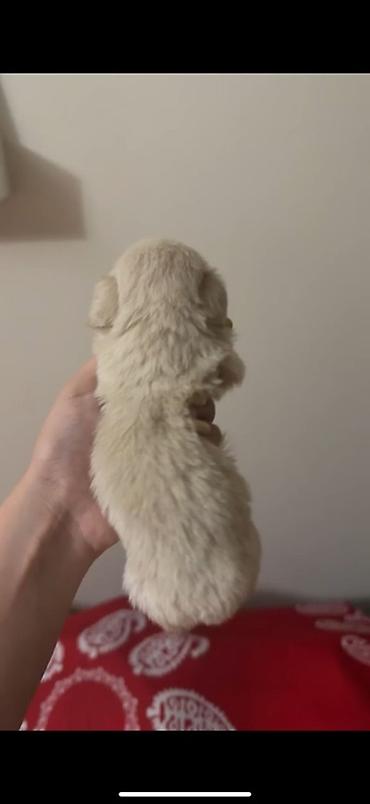 quru it yemi: Pekines, 1 ay, Erkək, Sənədli, Ödənişli çatdırılma — 7