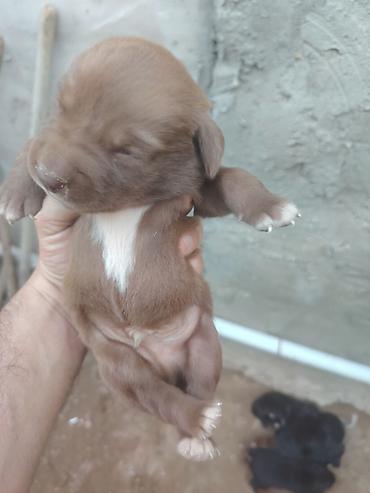afcarka balası: 20 günlük labrador balalarıdı — 2
